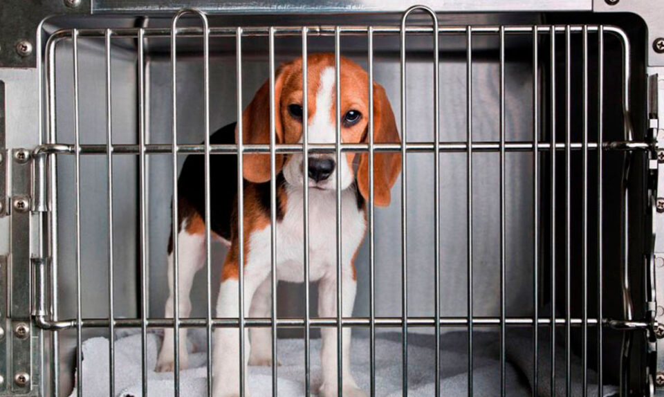 dedução no IR de doações para a proteção de animais