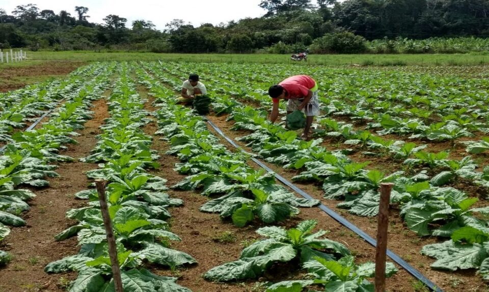 saúde mental na agricultura